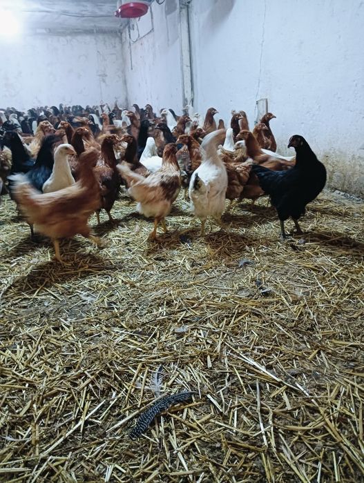 Puicuțe, tineret rase de ouat