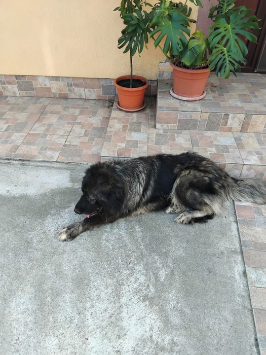 Donez femela cibanesc caucazian