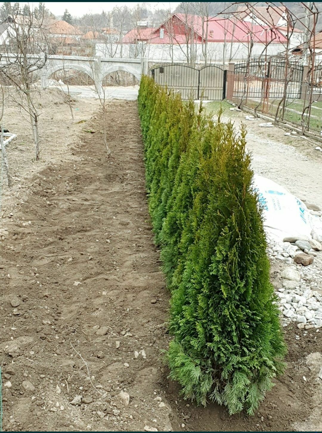 Plante Ornamentale Gazon rulou tuia smarald mesteacăn tei pon pon