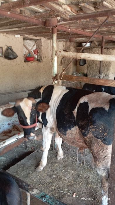 Buqa sotiladi oq qora