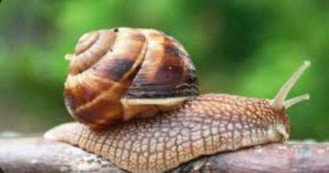 Shilliqurtlar donalik