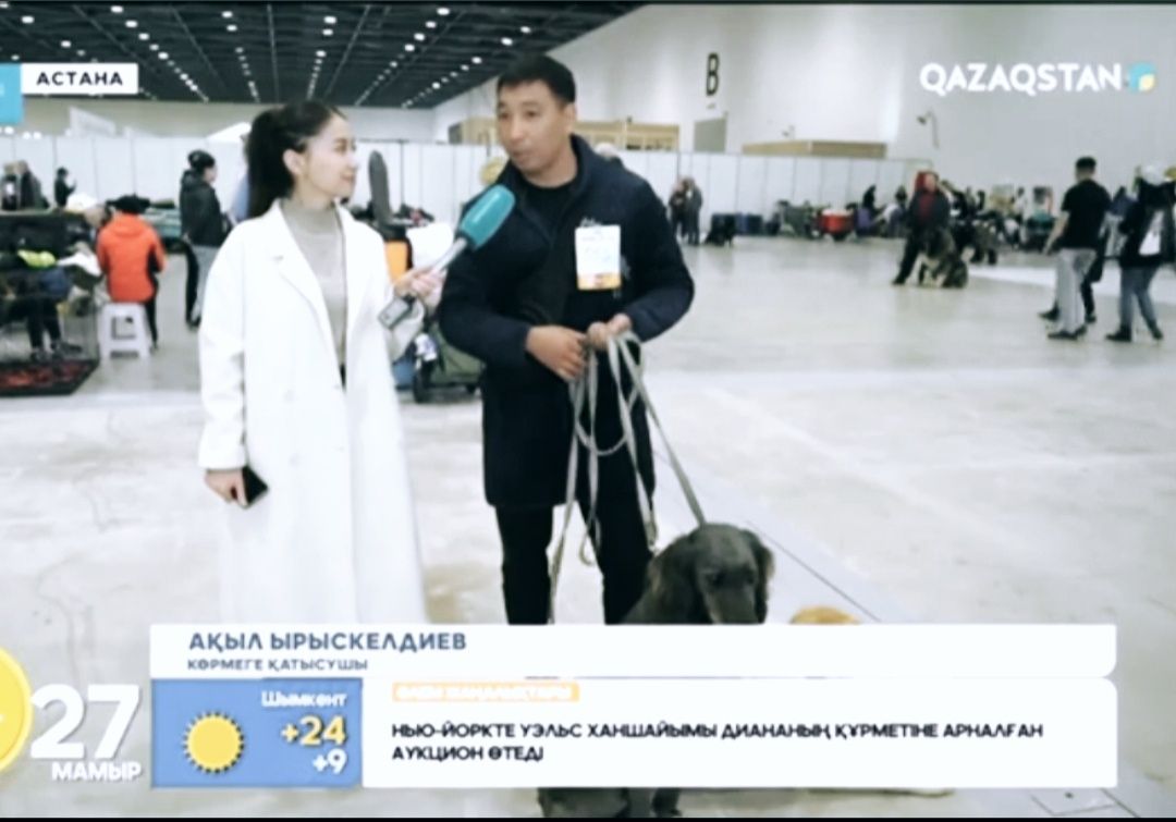 Тазы кушік щенки тазы сатылады