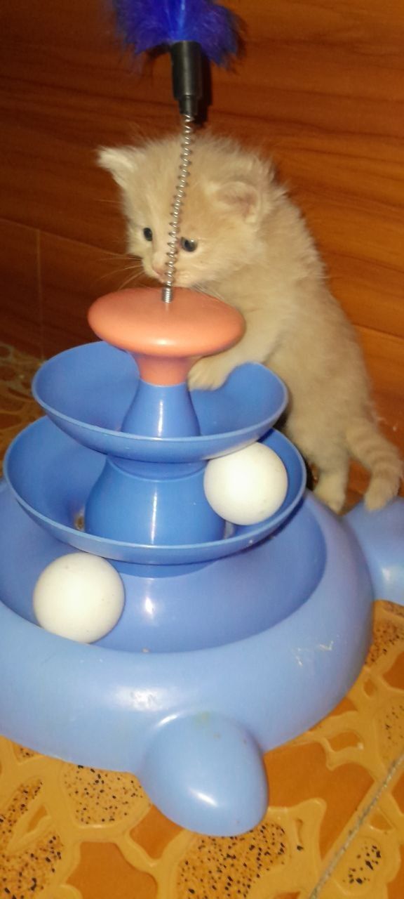 Домашний котёнок мальчик