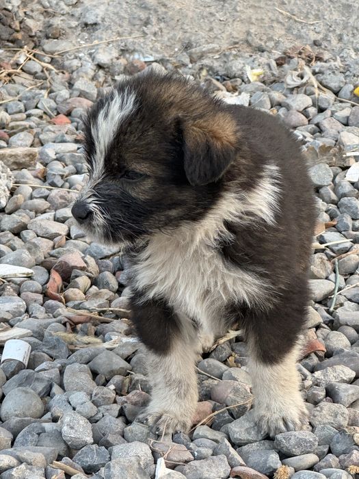 Отдам даром щенков