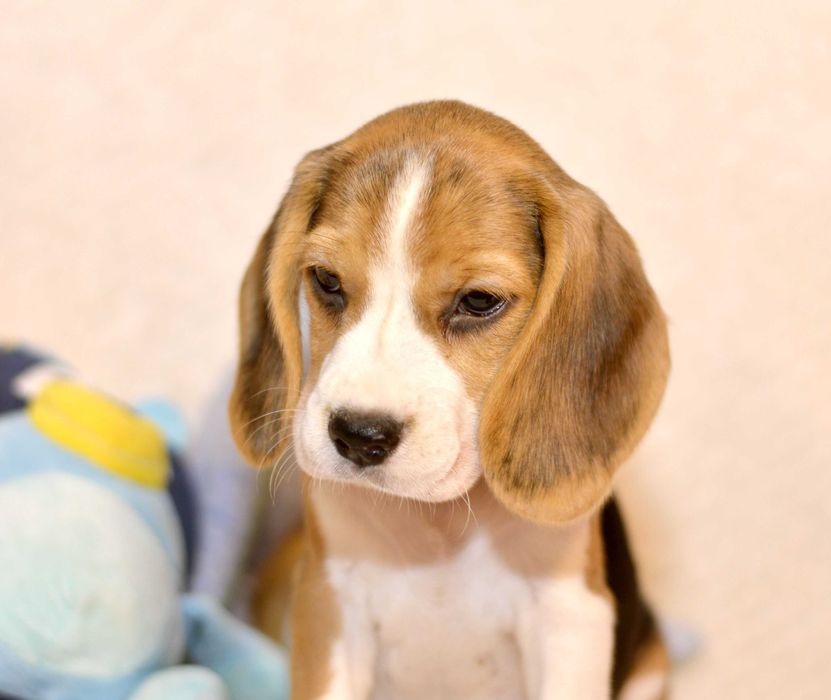 Femela Pui Beagle tricolor din parinti cu pedigree