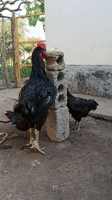 Қора шахзода тухумга заказ оламиз