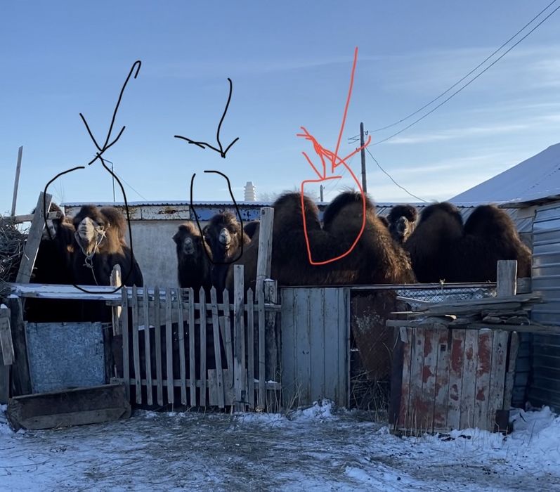 Туйе сатылады.Продается верблюд