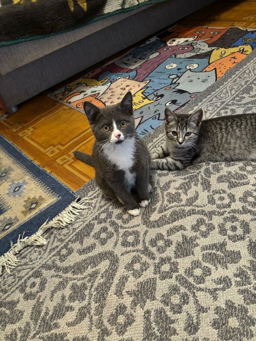 Срочно отдам котят в хорошие руки!