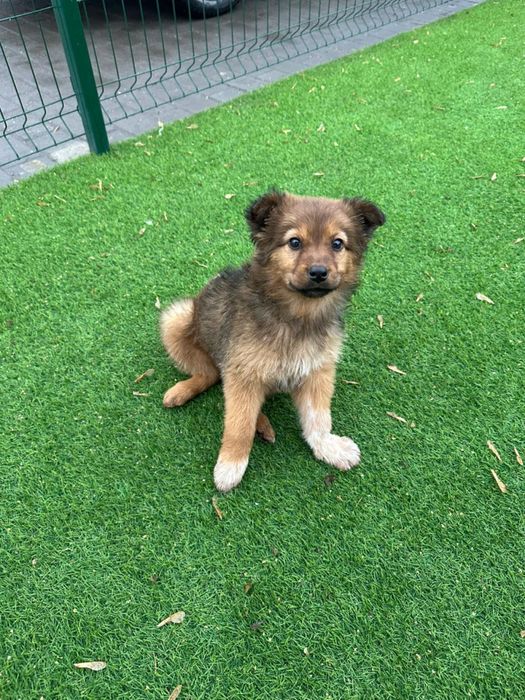 Отдам щенка девочку в добрые руки