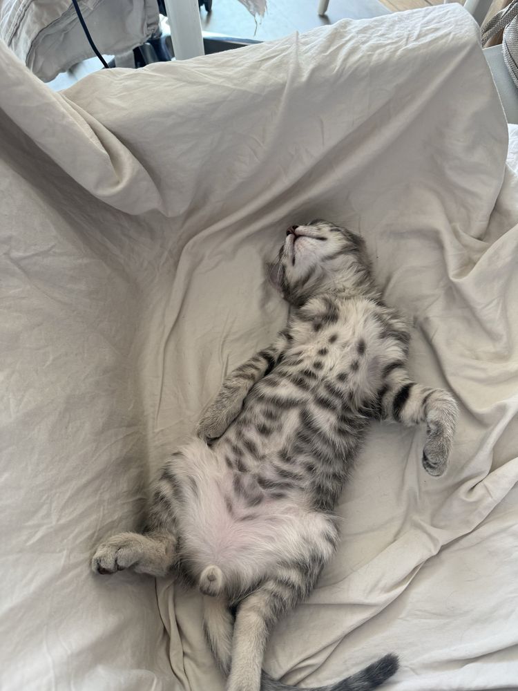 Подарява се коте