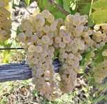 Vand struguri de vin