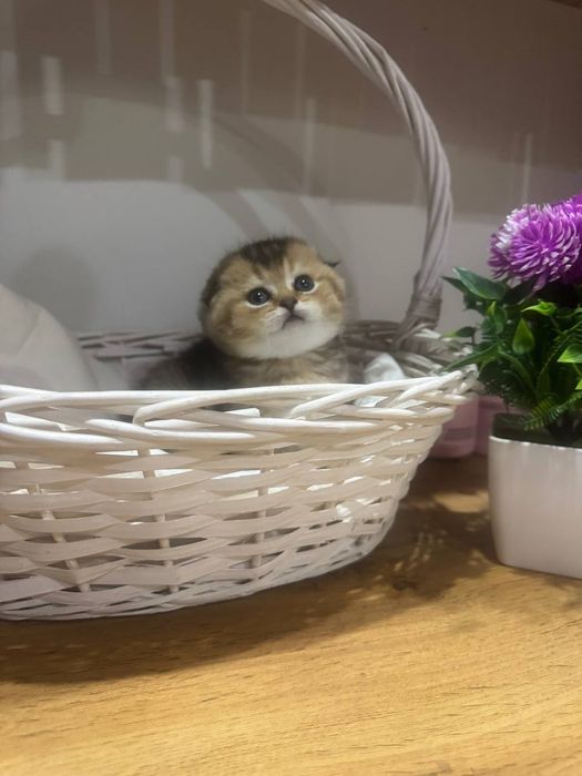 Скотиш фолд золотая шиншилла мальчик