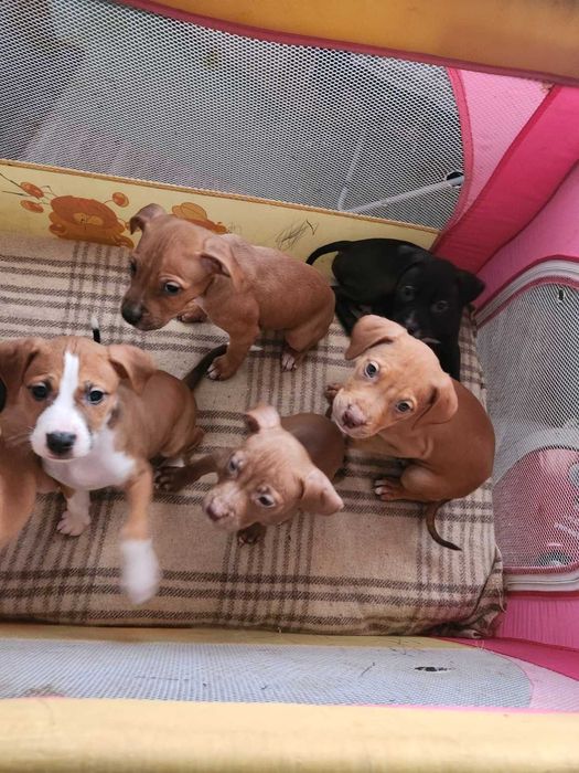 Американски питбул