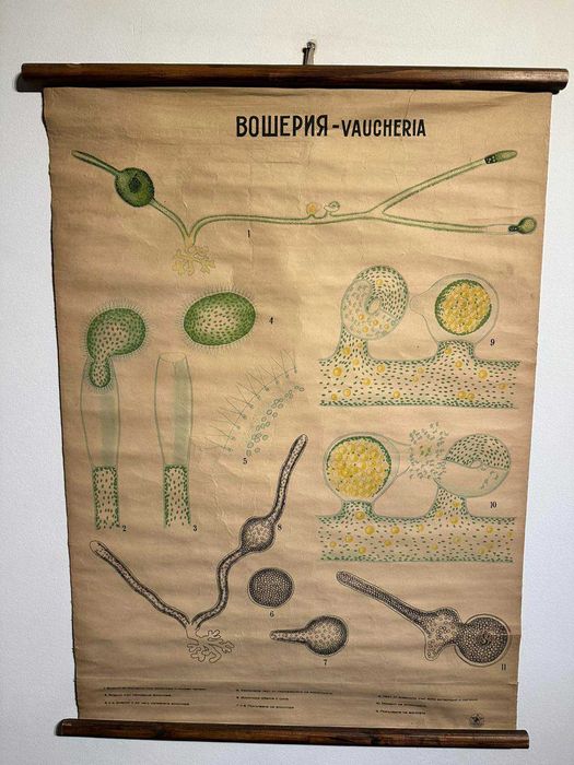 Соц Учебни Плакати Постери Ботаника