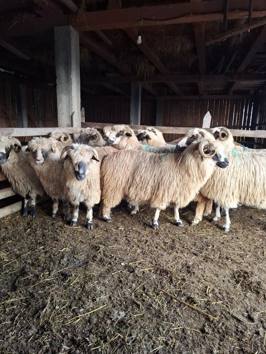 Oi de vânzare bune de ținut