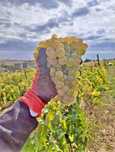 Vand struguri pentru vin