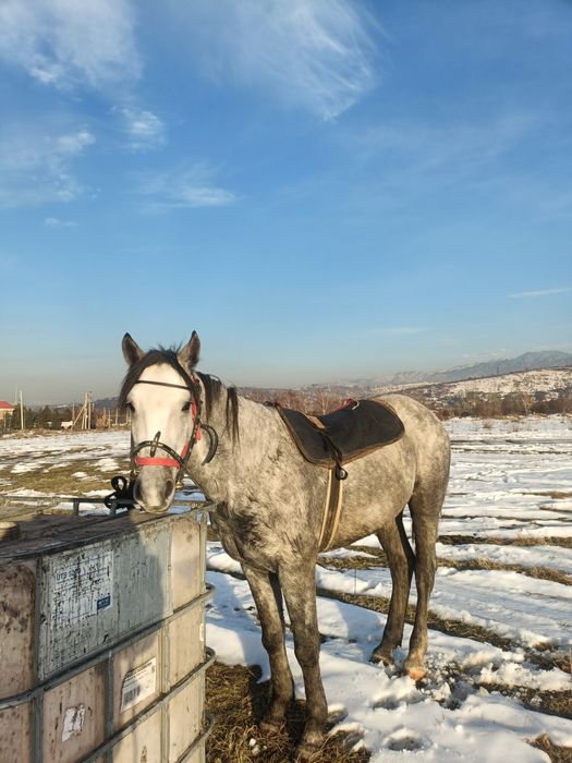 3жасар донен айгыр сатылад