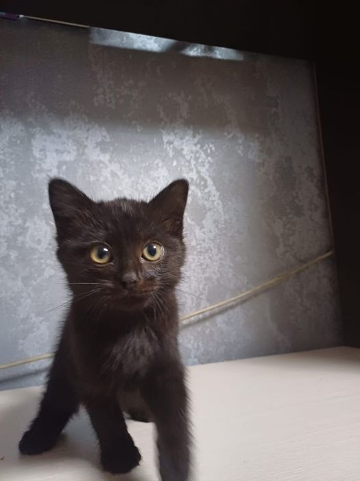 Отдам котят в хорошие руки