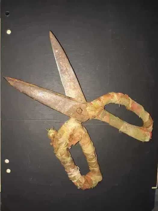 Veche foarfeca din anii 60 folosita in zootehnie