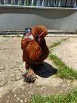 Cocosi struma bantam pitic