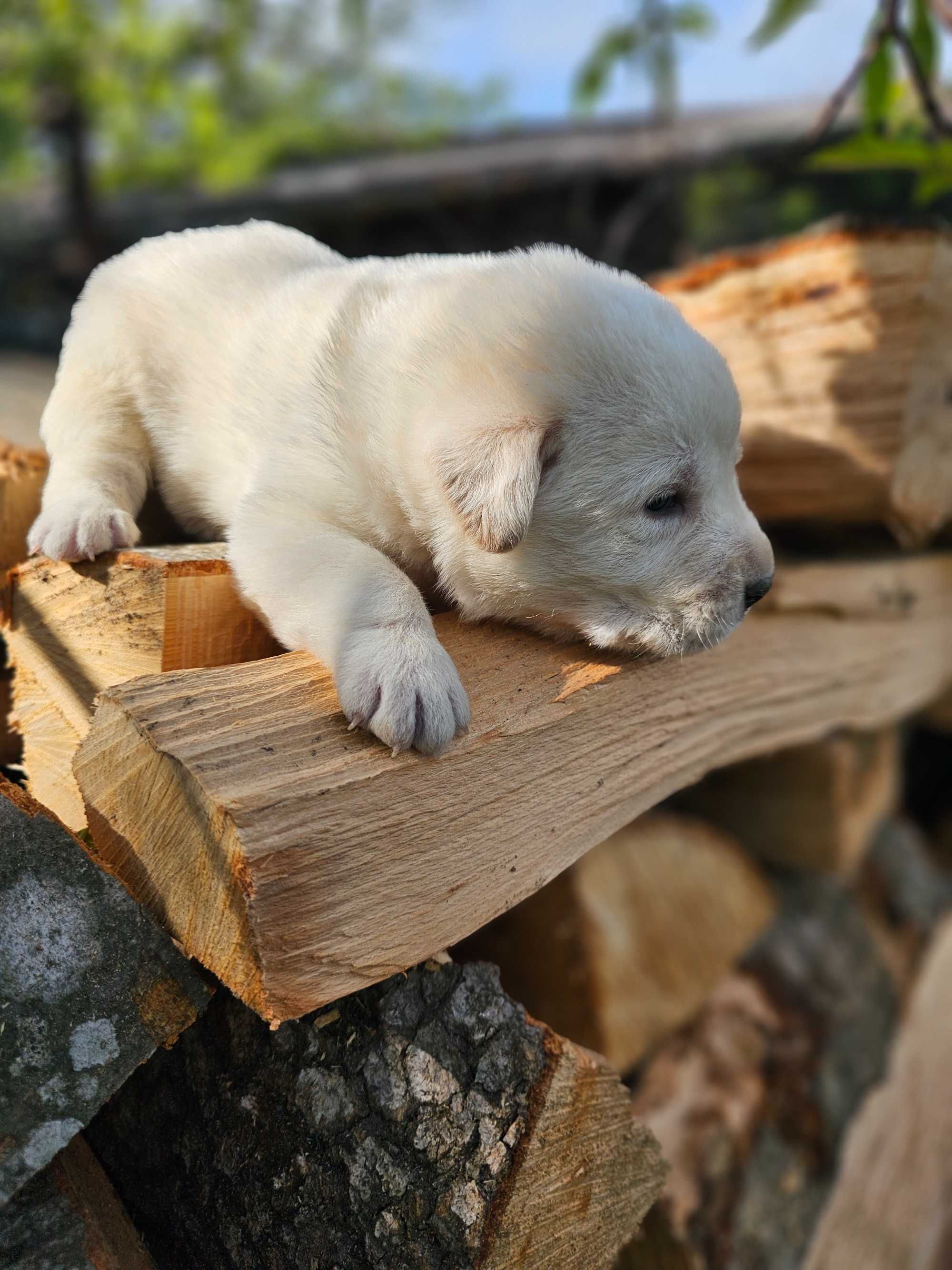 Catelusi Labrador Retriever