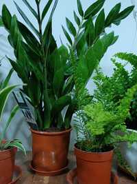 Комнатная растения замиокулкс