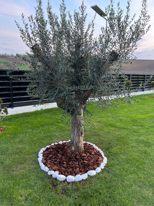 Vând plante tuia thuja smaragd Chiparos leylandi
