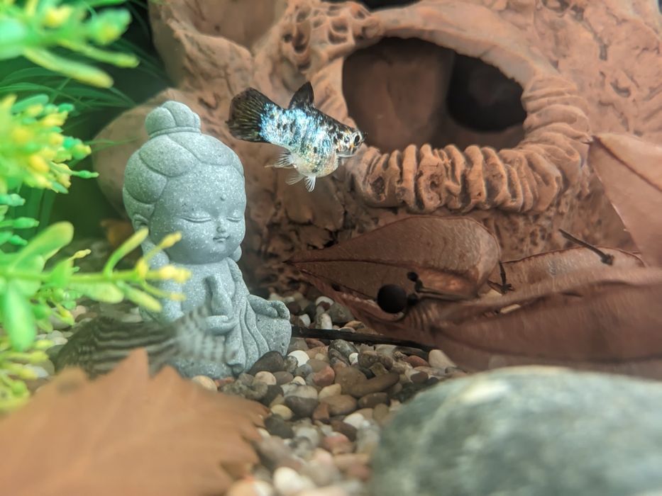 Рыбка Молли баллон