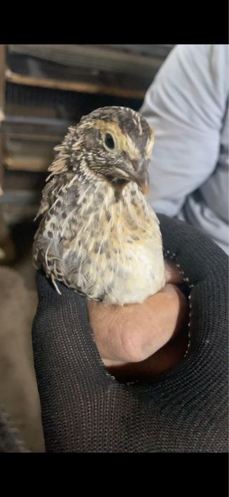 Bedana goʻngi (tezaki) tabiiy oʻgit