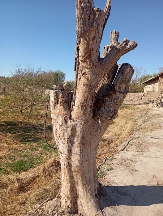 Gujum sotiladi kelishilgan narxda