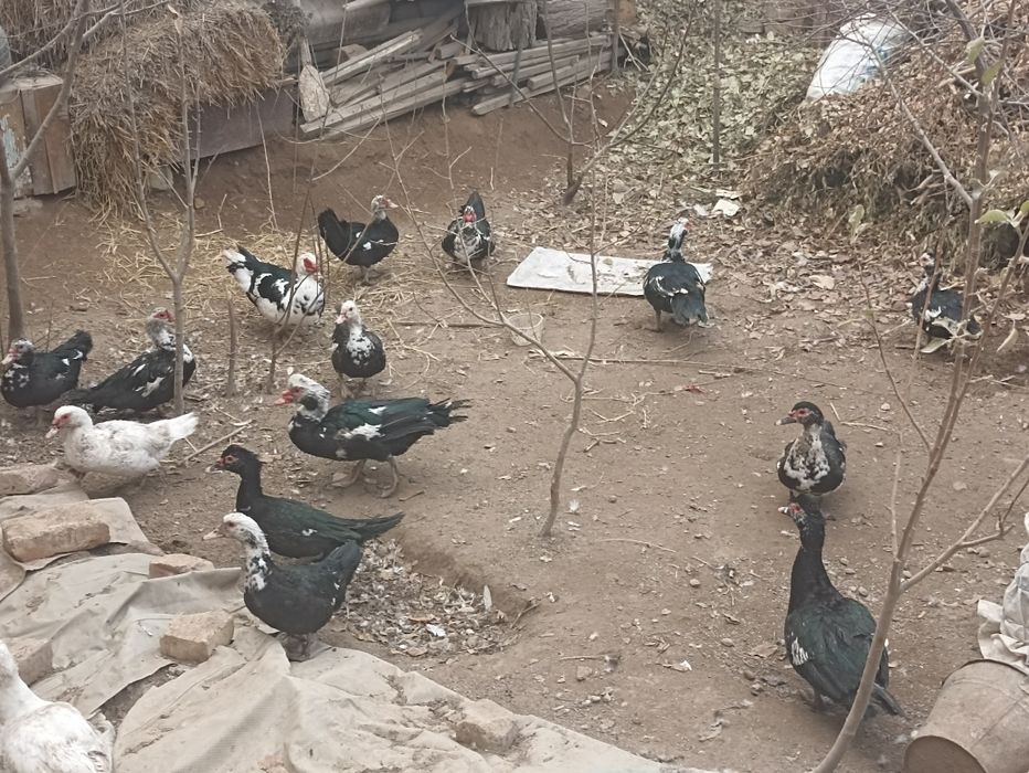 Индушкалар сотилади