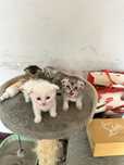 Scottish fold 1,5 oylik