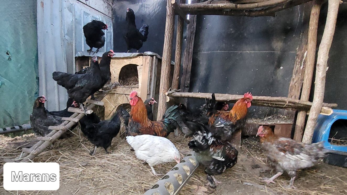 Ouă incubat Araucana / Ameraucana / Marans / Australorp