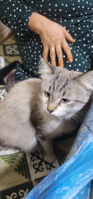 Текинга мушук берилади