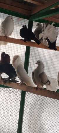 Продам голубей разных статных пород.