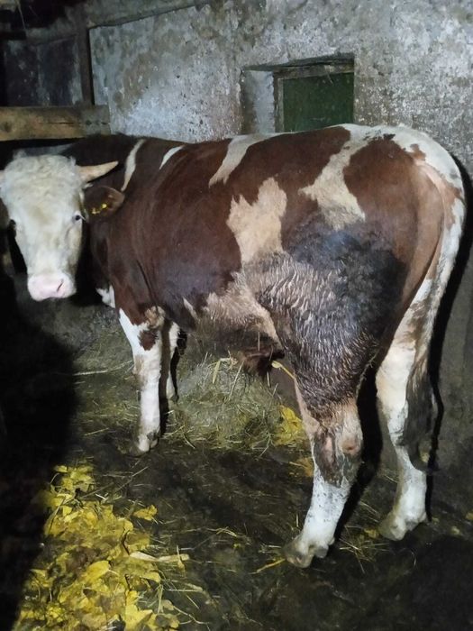 Vând taur aprox. 700 kg