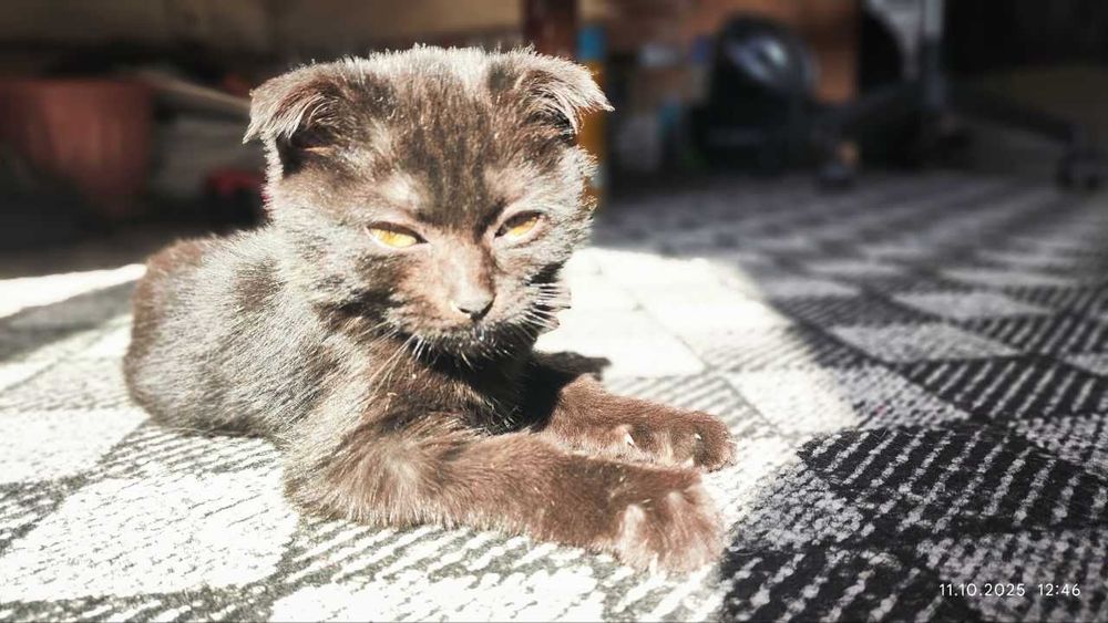 Котик Британский вислоухий девочка, приучена к лотку