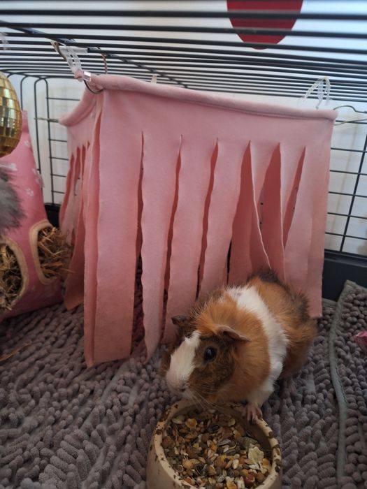 Porcușor de guineea