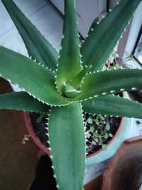 Aloe Vera, diferite dimensiuni