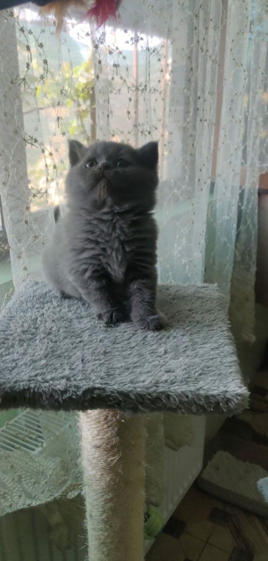 British shorthair blue