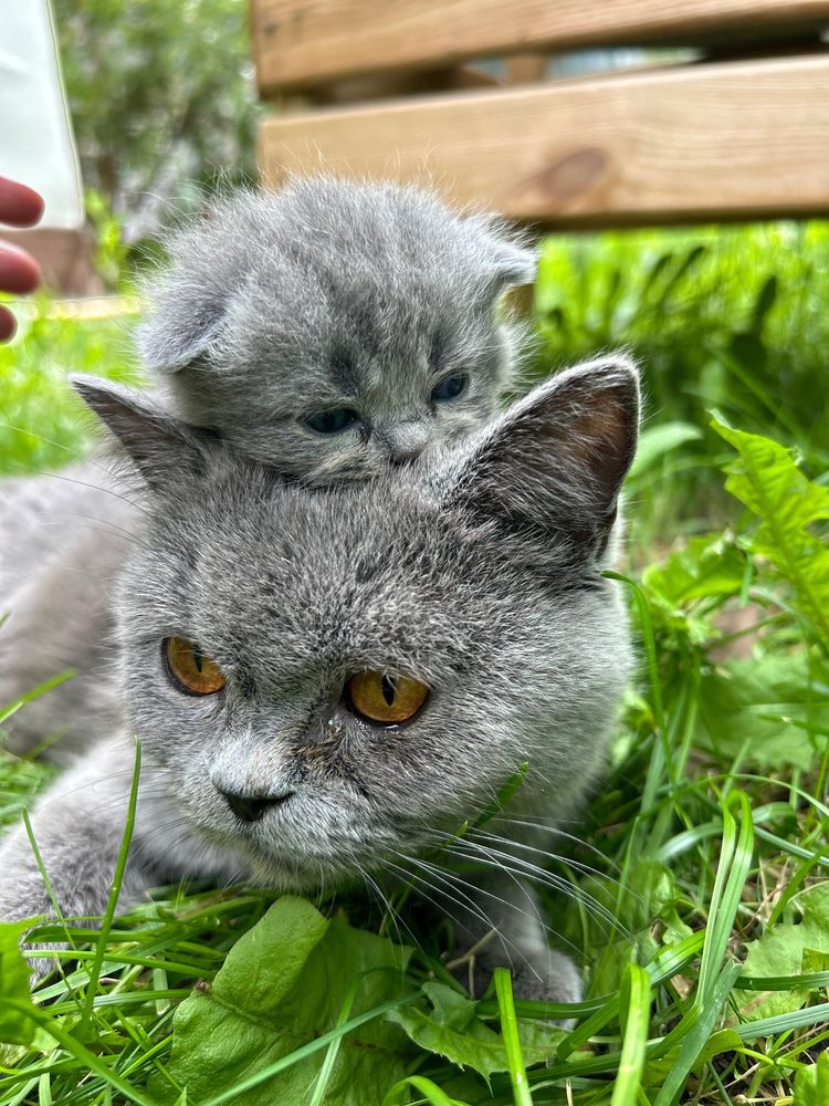 Котята британские