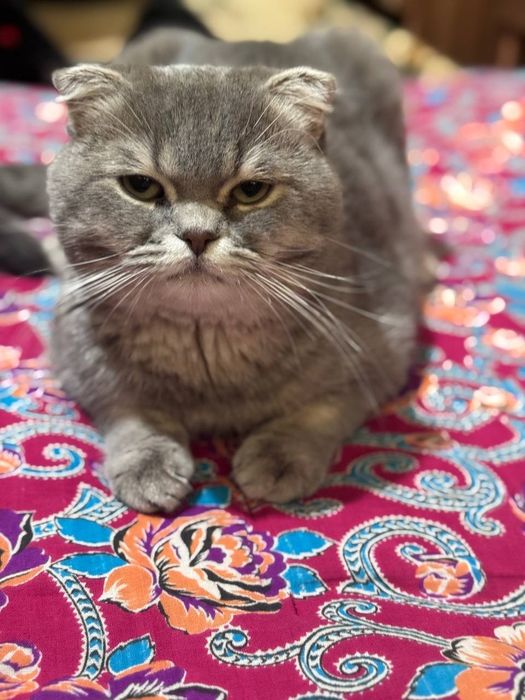 Skottsh Fold ogil bola