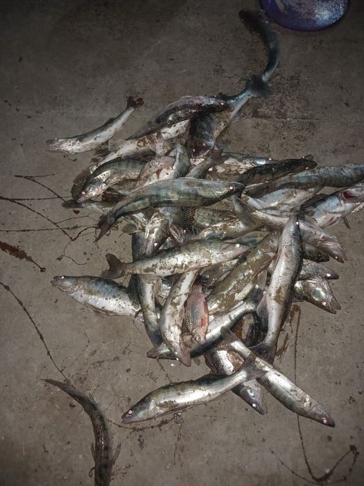 Рыба судак көксерке