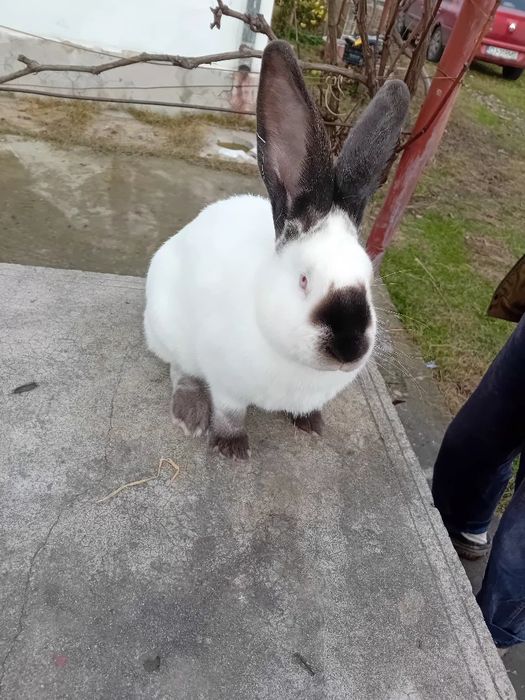 Uriaș de Transilvania tineret si adulți