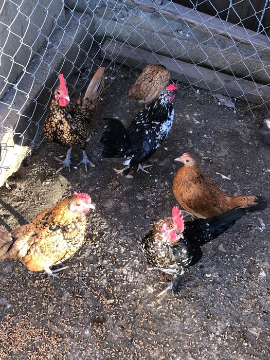 Găini pitice si cocoși pitici