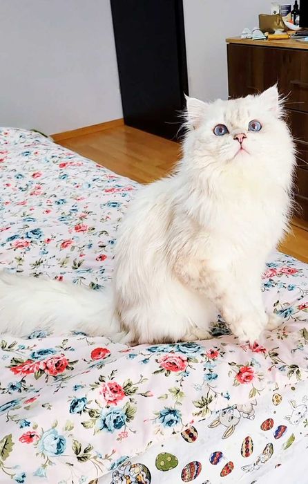 British longhair baiat superb cu ochii albastri intens