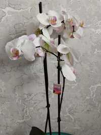 Продам живую орхидею