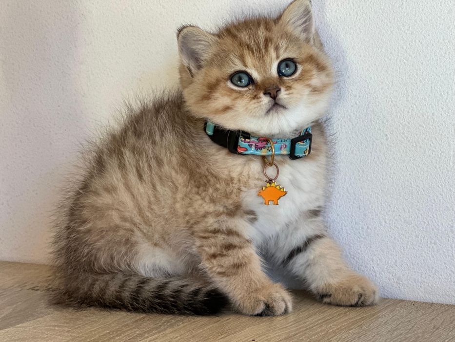 British shorthair golden tabby !!