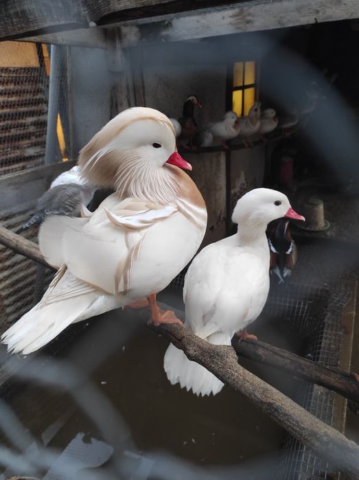 Патета мандаринки