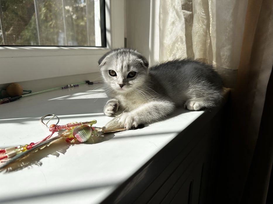 Продается котенок скотиш фолд